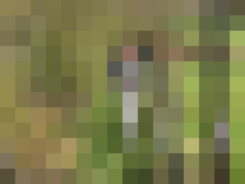 georg51 Profilbild