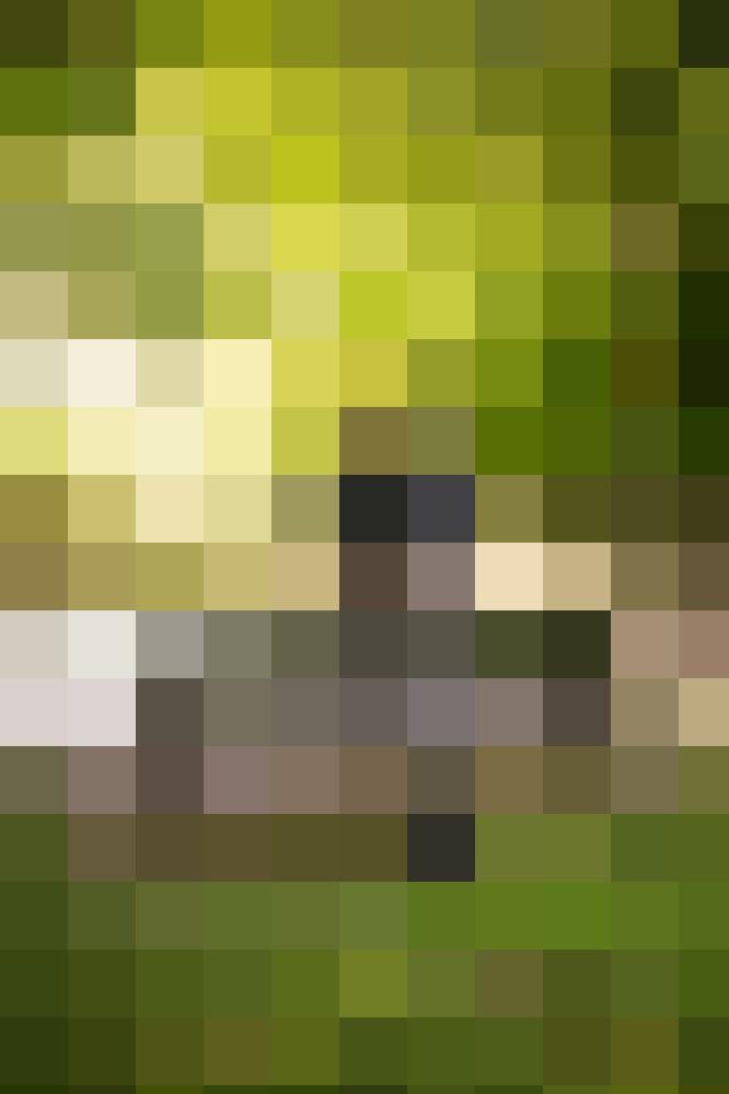 cornflake8 Profilbild